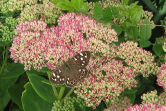 1_Speckled-wood-butterfly