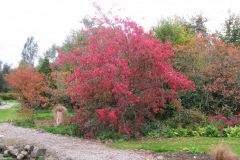 Autumn-Spindle
