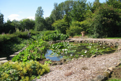 Lily-pond